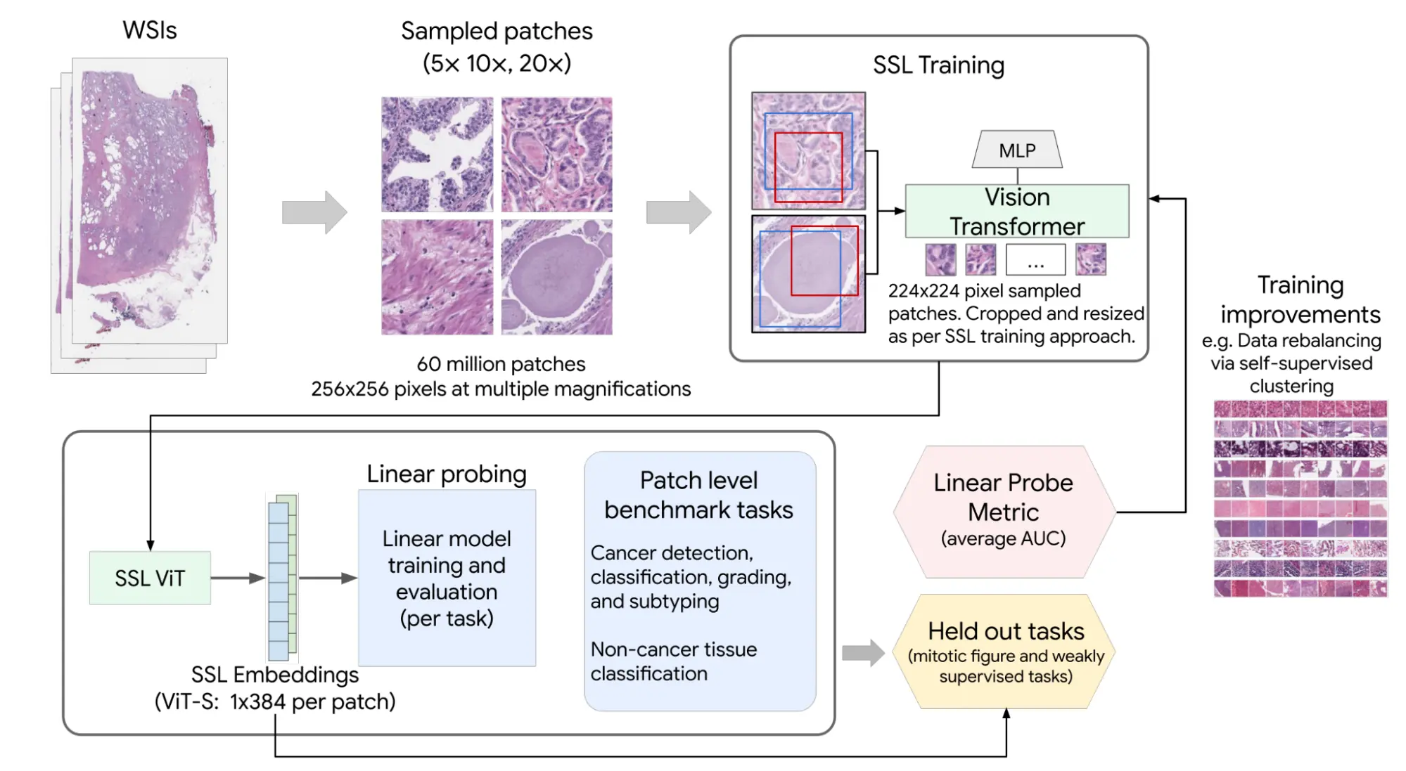An outlook of SSL training used by Path Foundation
